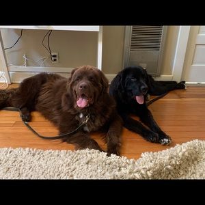 Meet your Posher, Joel